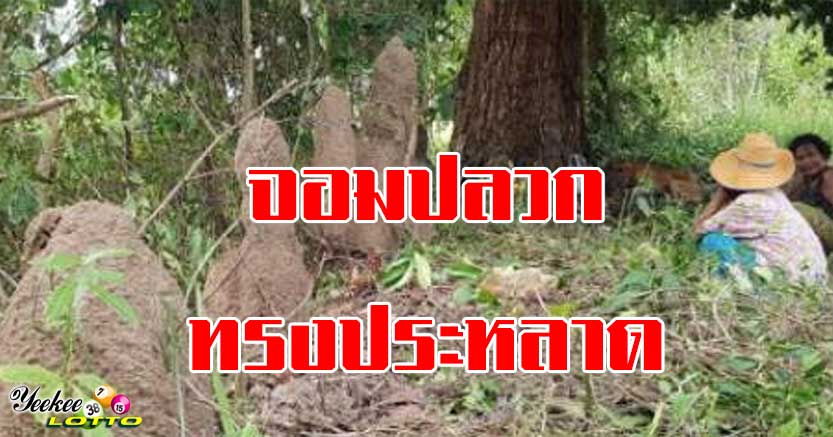 จอมปลวกทรงประหลาด